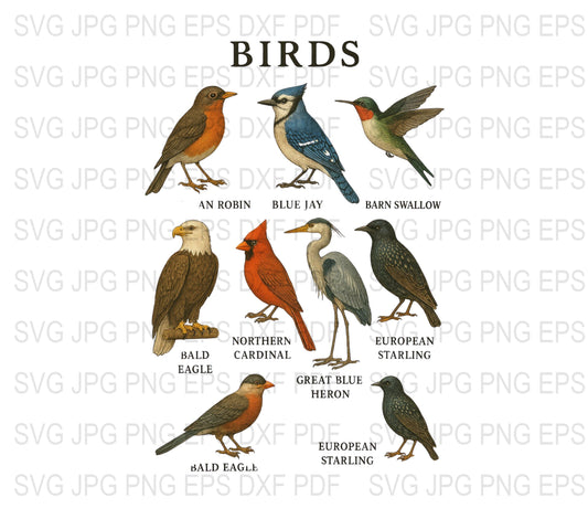 Vintage Bird Illustration Digital Files, SVG, JPG, EPS, PNG, DXF, Bird Lover Gift, Printable Art