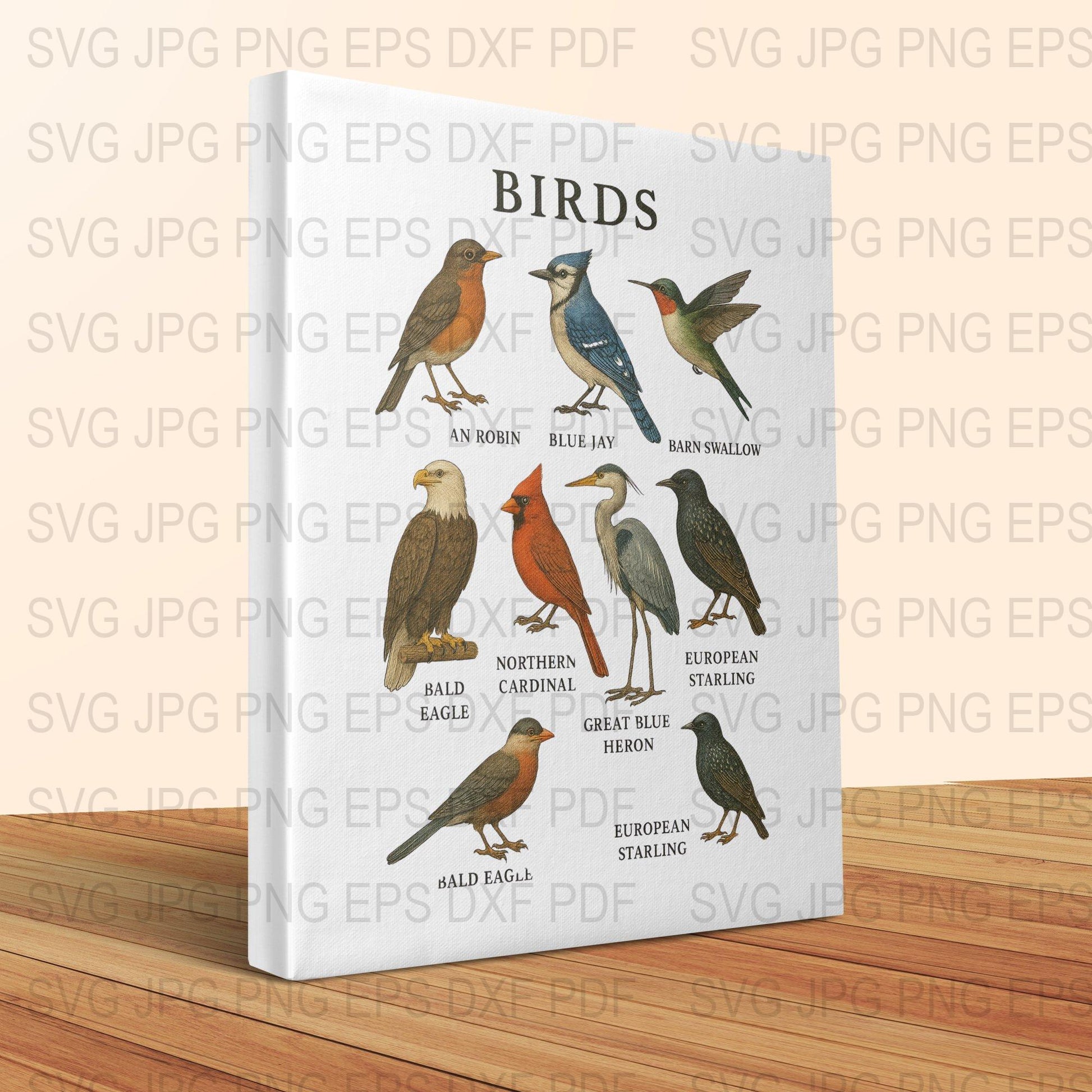 Bird Identification Chart Poster, Vintage Style Bird Illustration, Educational Wildlife Art Print, Nature Lover Gift, Home Decor