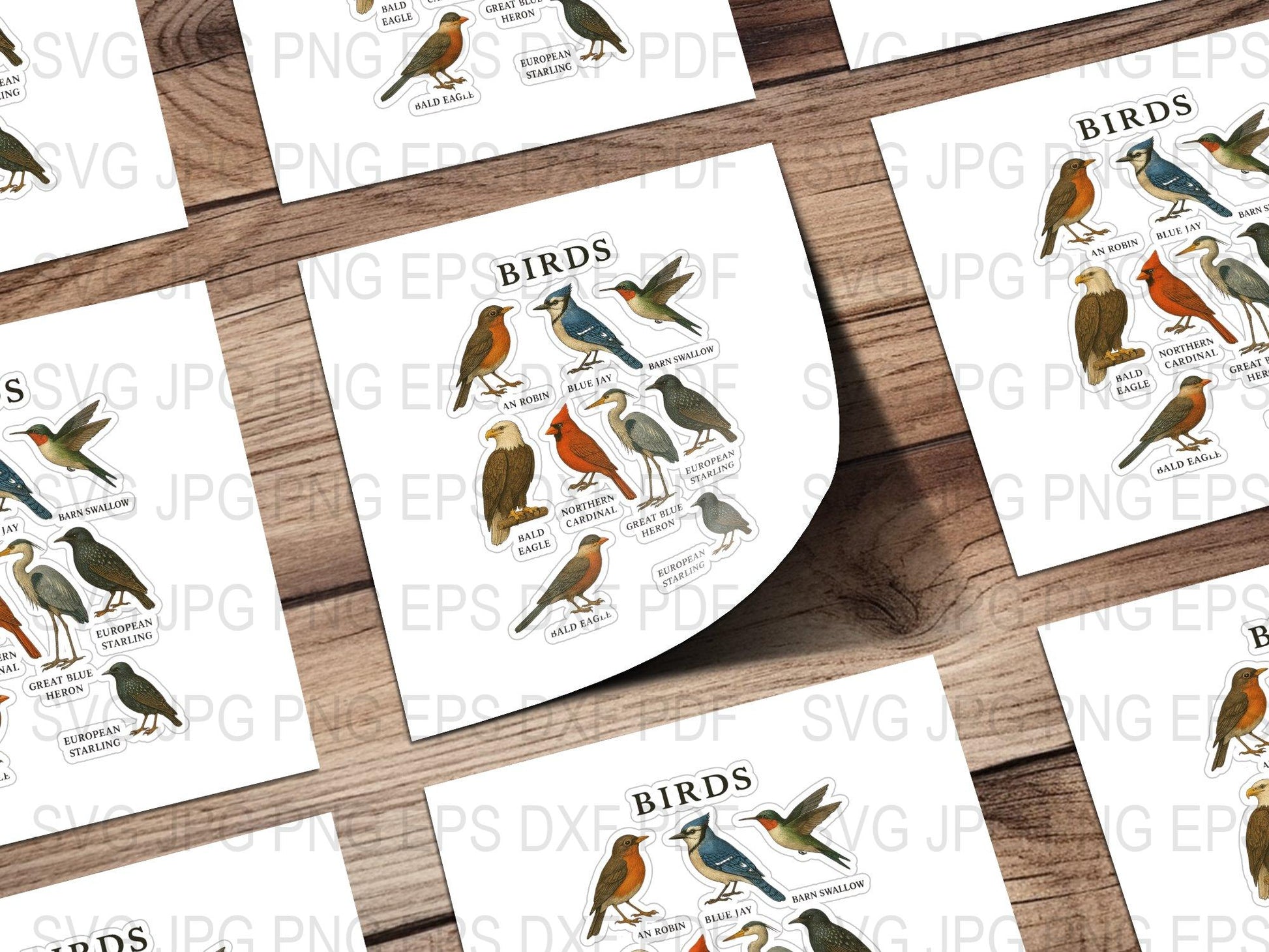 Bird Illustration Stickers Set, Colorful Bird Decals for Journaling, Scrapbooking, PNG, JPG, EPS Files Included