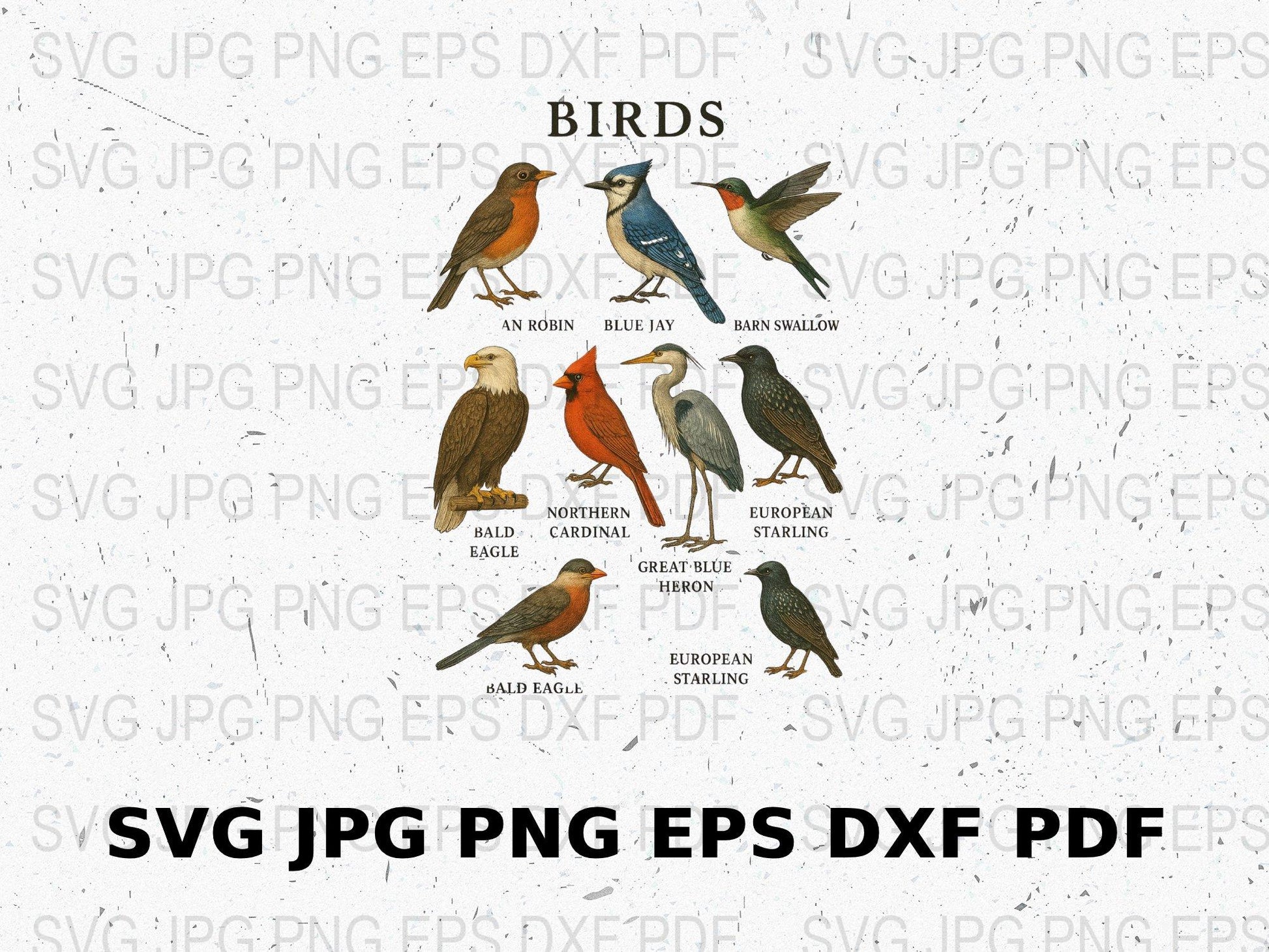 Vintage Bird Illustration Digital Download SVG, JPG, PNG, EPS, DXF Files