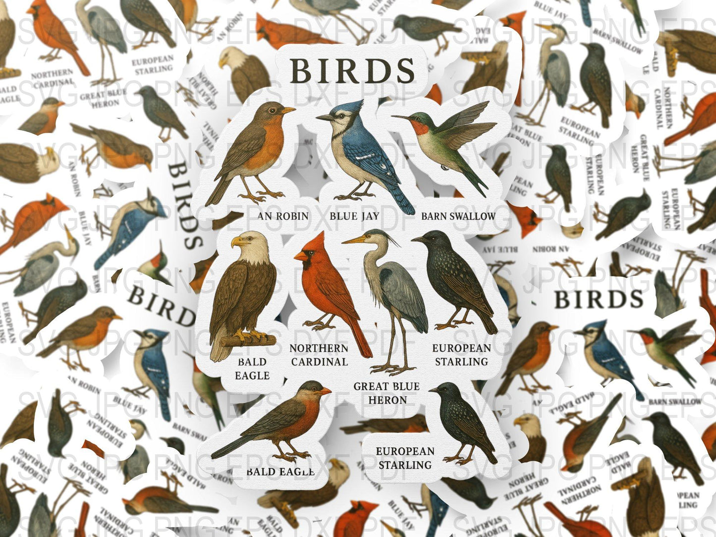 Vintage Bird Identification Poster, Educational Wall Art, Nature Classroom Decor, Bird Species Chart Print