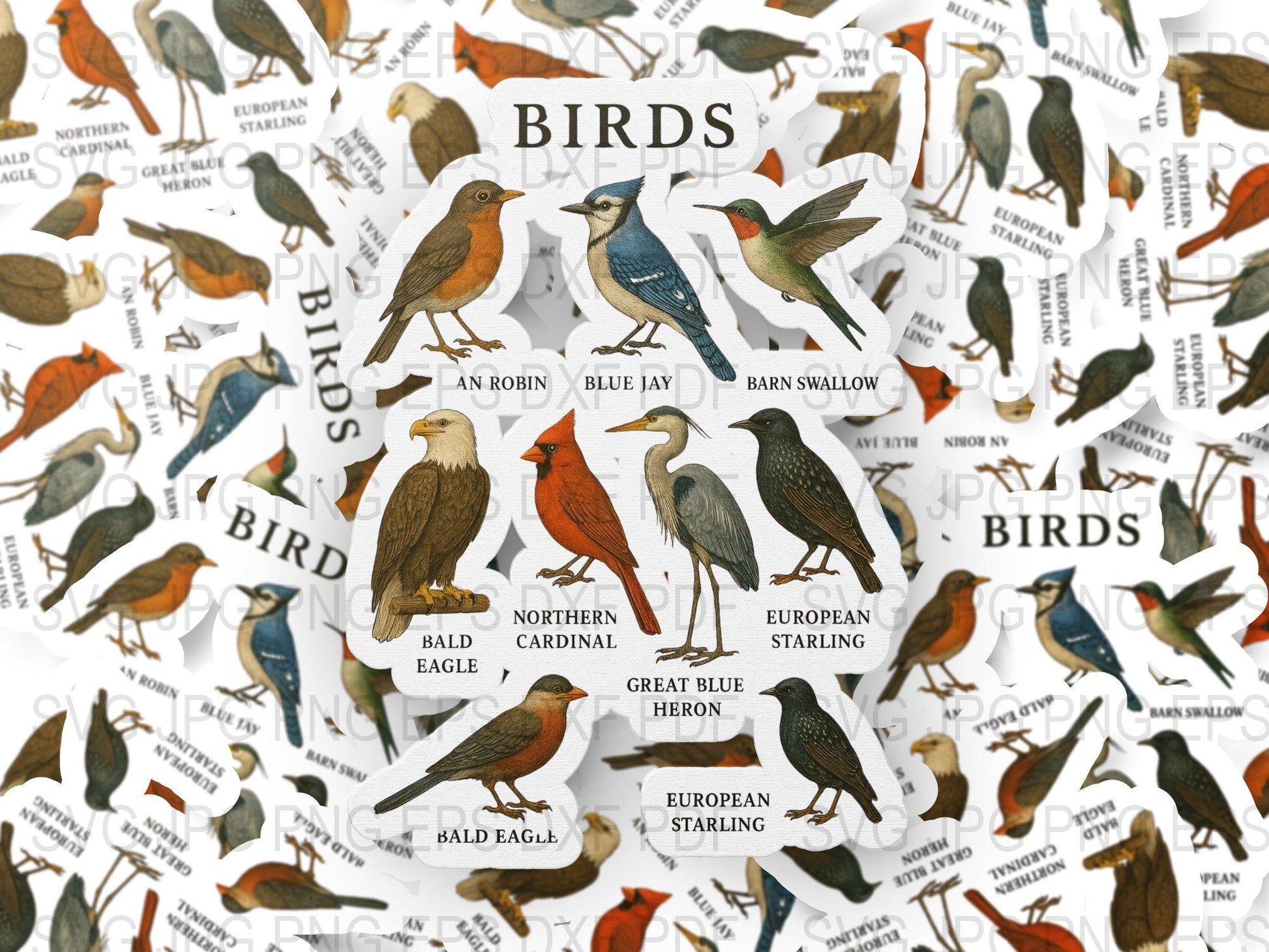Vintage Bird Identification Poster, Educational Wall Art, Nature Classroom Decor, Bird Species Chart Print