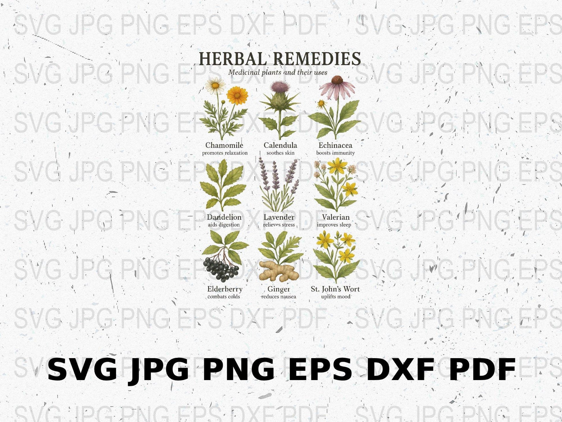 Herbal Remedies Botanical Print, Medicinal Plants Illustration, Vintage Style Home Decor, Educational Poster, Digital Download svg jpg png